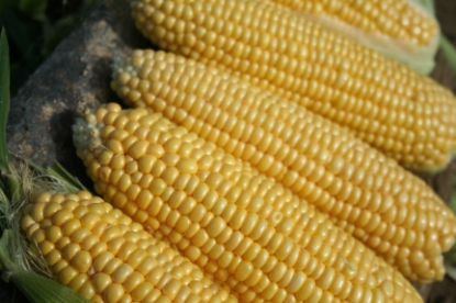 Picture of Sweet Corn Earliking F1